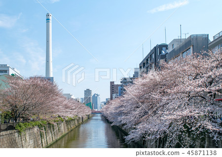 從目黑江源中目公園橋出發，目黑河是東京櫻花的著名景點 45871138