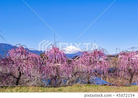 神奈川縣小田原市Suga Bessho李子森林 45872154