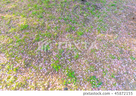 櫻桃花瓣 45872155