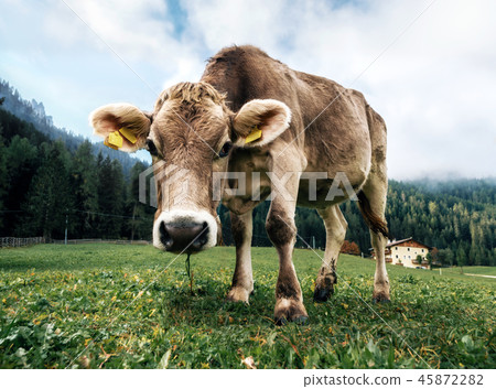 Brown cows grazing in an alpine meadow Brown cows grazing in an alpine meadow 45872282