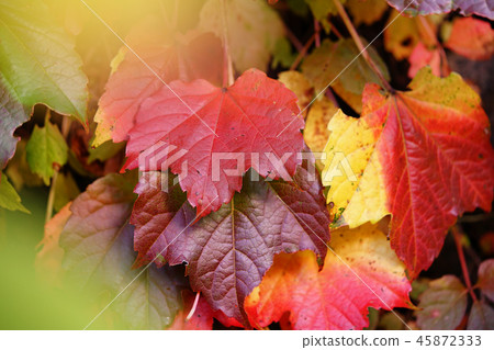 秋天的樹葉 45872333