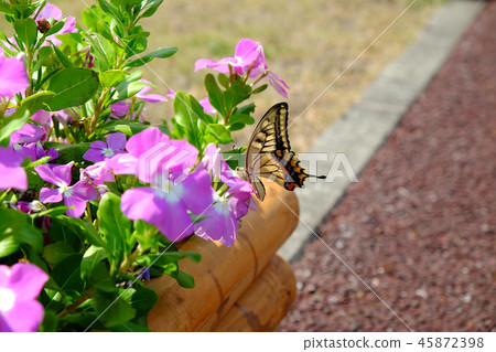 White Swallowtail Perching on Flower of Planter White Swallowtail Perching on Flower of Planter 45872398