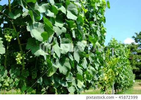 Oak tree Oak tree 45872399