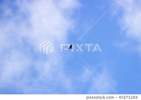 Light white cirrus clouds covering the large surface of the sky and one bird. Light white cirrus clouds covering the large surface of the sky and one bird. 45873269