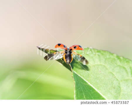 Ladybug flies! Ladybug flies! 45873387