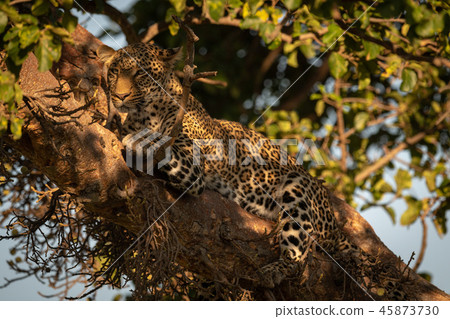 Leopard lies in dappled sunlight on branch 45873730