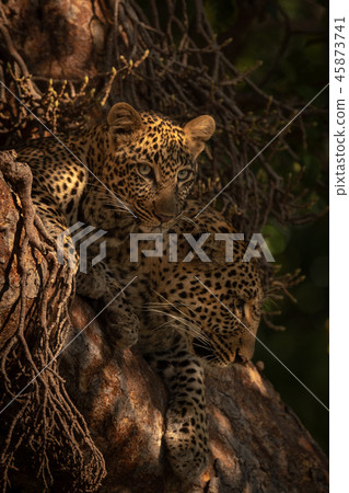 Leopard cub and mother lie in tree 45873741