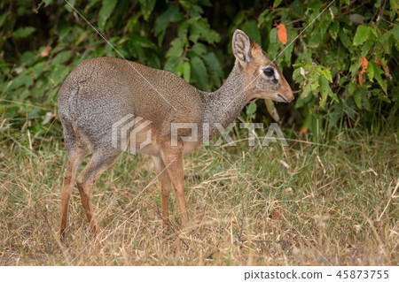 Kirk dik-dik eyes camera with bushes behind 45873755