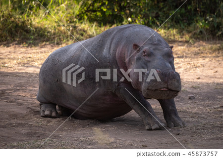 Hippo sitting in dirt looking at camera 45873757