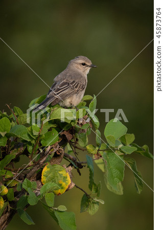 Grey-backed shrike perched on branch eyeing camera Grey-backed shrike perched on branch eyeing camera 45873764