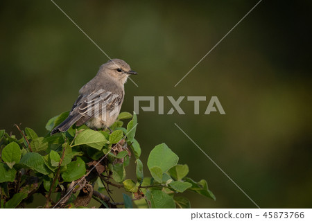 Grey-backed shrike eyeing camera perched on branch 45873766