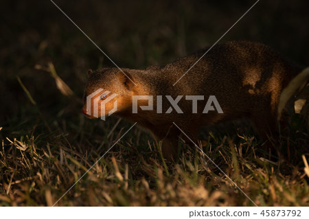 Dwarf mongoose with sunlit face in shadows Dwarf mongoose with sunlit face in shadows 45873792