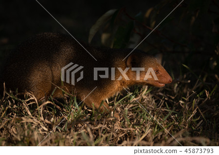 Dwarf mongoose with catchlight walking in grass Dwarf mongoose with catchlight walking in grass 45873793