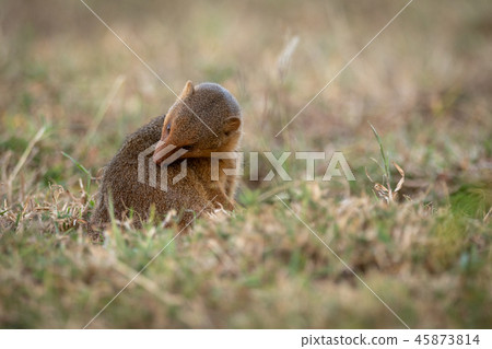 Dwarf mongoose sits grooming itself in grass Dwarf mongoose sits grooming itself in grass 45873814