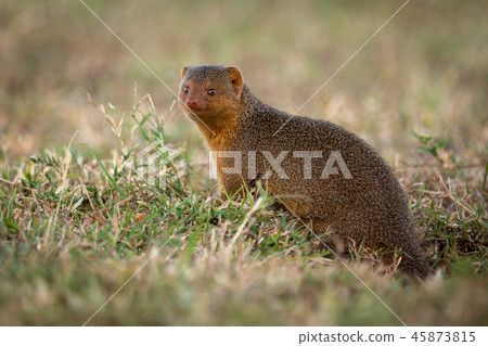 Dwarf mongoose sits at entrance to burrow Dwarf mongoose sits at entrance to burrow 45873815