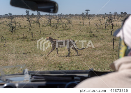 Driver of truck watching cheetah through windscree Driver of truck watching cheetah through windscree 45873816