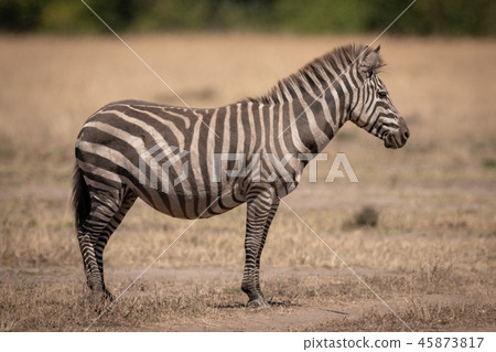 Dusty plains zebra stands in dry grassland Dusty plains zebra stands in dry grassland 45873817