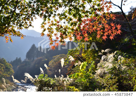 Mitake谷的秋天風景 45873847