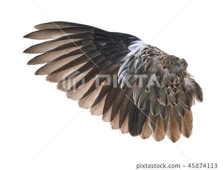 wings of birds on white bacground wings of birds on white bacground 45874113