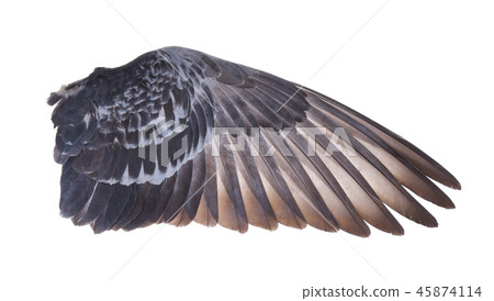 Wing of bird isolated on white background Wing of bird isolated on white background 45874114