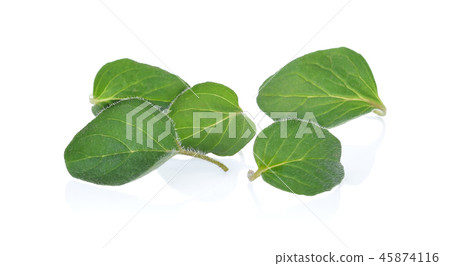 oregano leaves on white background oregano leaves on white background 45874116