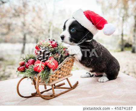 corgi puppy in santa hat on the winter background 45874187