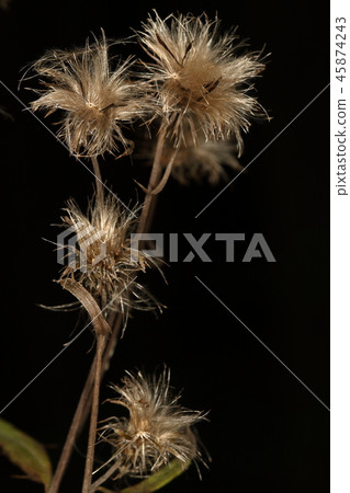 Natural plant Tony thistle, light brown, shiny crown. It looks like a bird's feather when you look closely Natural plant Tony thistle, light brown, shiny crown. It looks like a bird's feather when you look closely 45874243