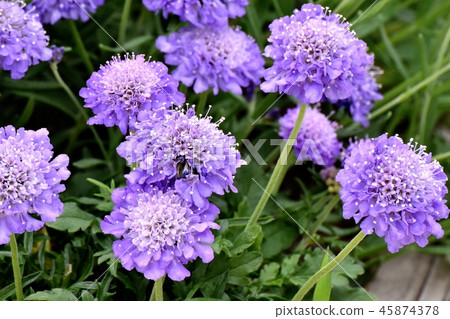 在Mikasa Nakahara綻放的淡紫色gillia 45874378