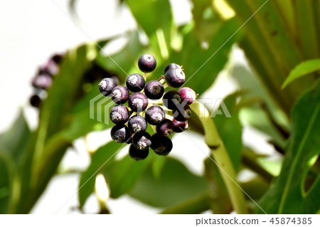 The fruit of the Datetsu becoming Mishima Nakahara The fruit of the Datetsu becoming Mishima Nakahara 45874385