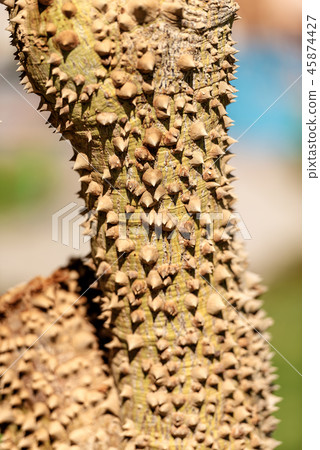 Tree Trunk with Large Thorns - Ceiba Speciosa 45874427