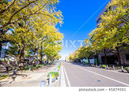 Kanagawa Prefecture Yokohama Japan Odori Ginkgo Namiki 45874501