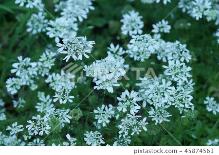 Orlea Grandy Flora The flower language is "pretty heart" Orlea Grandy Flora The flower language is "pretty heart" 45874561