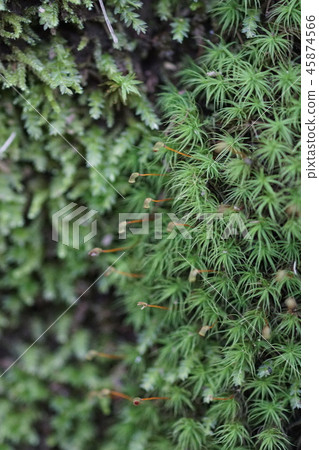 After the onion plays After the onion plays 45874566