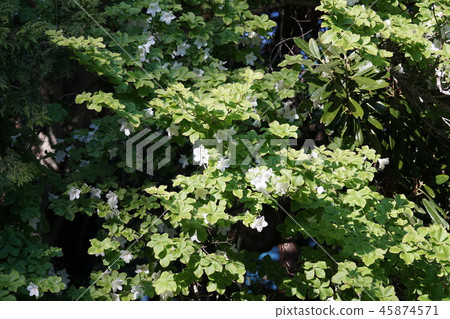 Hakuhachiman Shiroashio花和葉子是可愛的 Hakuhachiman Shiroashio花和葉子是可愛的 45874571