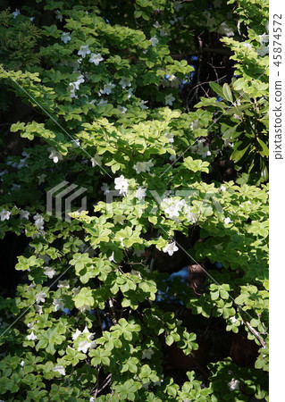 Hakuhachiman Shiroashio花和葉子是可愛的 Hakuhachiman Shiroashio花和葉子是可愛的 45874572