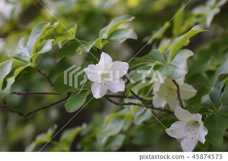 Hakuhachiman Shiroashio花和葉子是可愛的 Hakuhachiman Shiroashio花和葉子是可愛的 45874573