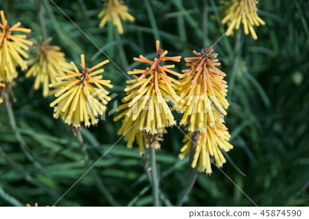 公主tritma Flower語言 你招待我 照片素材 圖片 圖庫