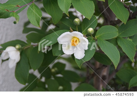 Summer camellia nutskubi The flower language is "lovable person" 45874593