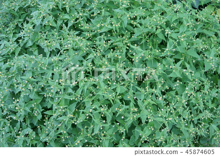 Sweeping chrysanthemum Hakidamegiku flower language is "the indomitable spirit" Sweeping chrysanthemum Hakidamegiku flower language is "the indomitable spirit" 45874605