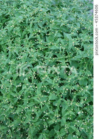 Sweeping chrysanthemum Hakidamegiku flower language is "the indomitable spirit" Sweeping chrysanthemum Hakidamegiku flower language is "the indomitable spirit" 45874606