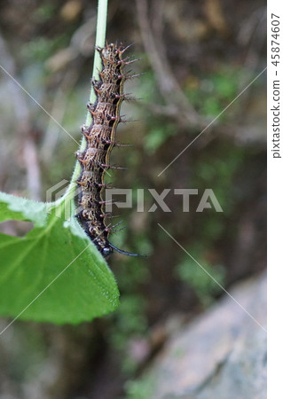 Green crest butterfly 45874607