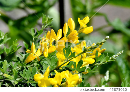 盛開在Mikasa Nakahara,Anemone Himeenishida 盛開在Mikasa Nakahara,Anemone Himeenishida 45875010