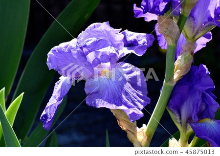 Purple iris blooming in Mitaka Nakahara Purple iris blooming in Mitaka Nakahara 45875013