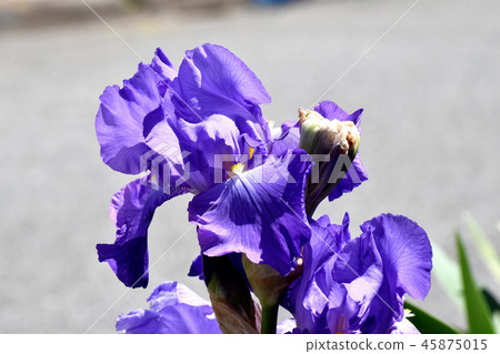 開花在三鷹中原的紫色虹膜 開花在三鷹中原的紫色虹膜 45875015