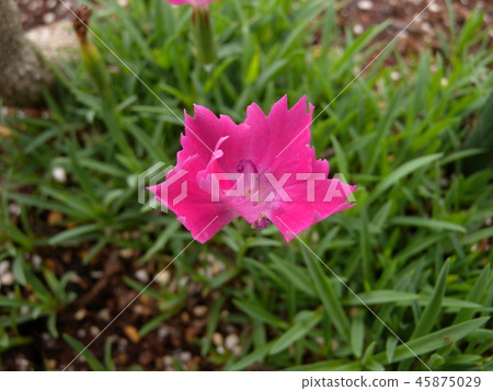 石竹香織 45875029