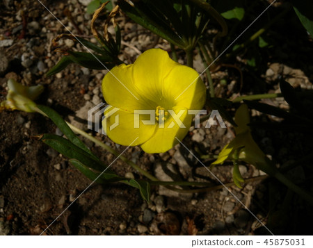 Oxalis Oxalis 45875031
