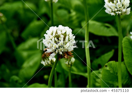 開花在三鷹中原的白三葉草(Shirotsumexa) 開花在三鷹中原的白三葉草(Shirotsumexa) 45875110