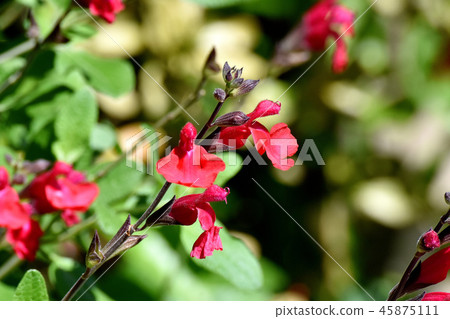 開花在三鷹中原的Salvia microfilla 開花在三鷹中原的Salvia microfilla 45875111