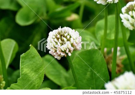 開花在三鷹中原的白三葉草(Shirotsumexa) 開花在三鷹中原的白三葉草(Shirotsumexa) 45875112