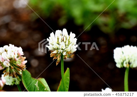 White clover (Shirotsumexa) blooming in Mitaka Nakahara 45875217